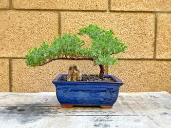 Real Juniper Bonsai Tree | Live Dwarf | Indoor/Outdoor | 100% Handcrafted| Home and Office Décor | Best Gift for Holiday