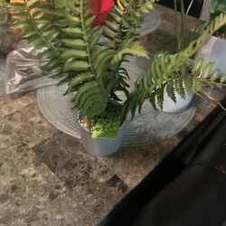 Plantas De Plástico