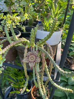 planta de cactus