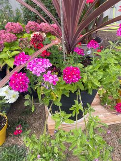 Flowers for sale