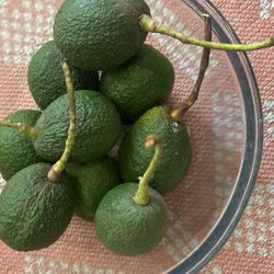 Avocados 4 Sale 