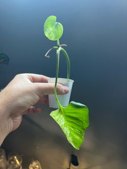 FREE Marble Queen Pothos Rooted Cutting