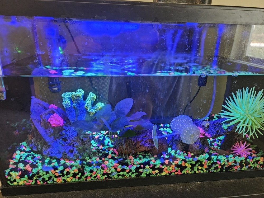 10 Gallon Aquarium/Fishtank 