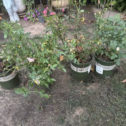 Different Color Roses
