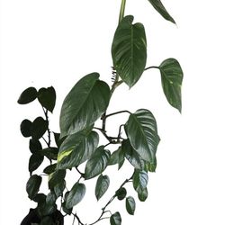 Mature pothos
