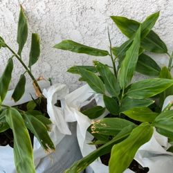 Japanese Ginger MYOUGA🫚ミョウガ