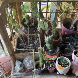 Succulents And Cacti 