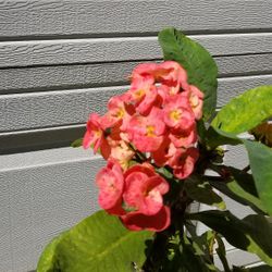 Planta Corona DE Cristo.  Crown Of Thron Plant