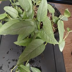 Cebu Blue Pothos Cuttings(not Whole Plant)