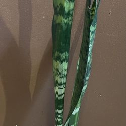 Tall Sansevieria  Snake Plant
