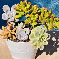 Arrangement Succulents In White Pot 