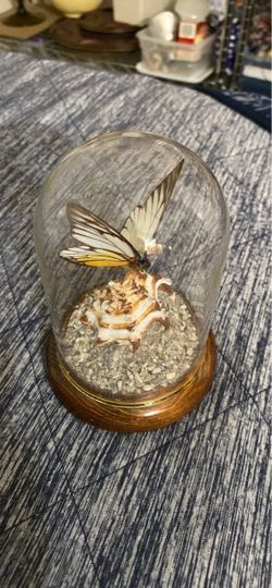 Butterfly Specimen in 5” H Glass case