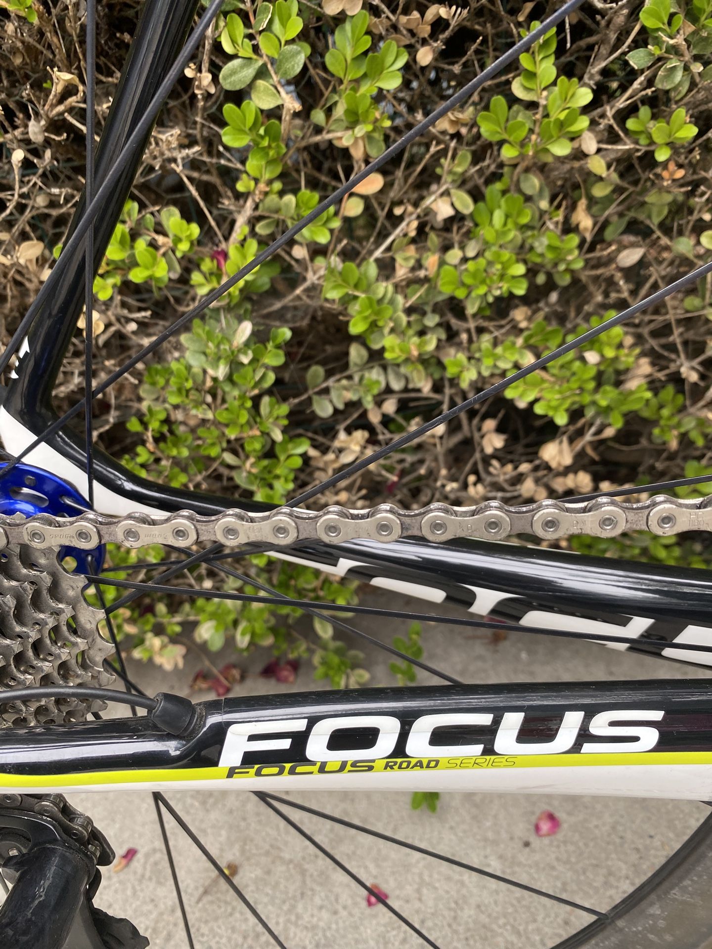 Road Bike Focus