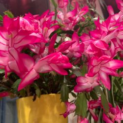 Thanksgiving Cactus – Hot Pink & Magenta 🌸 – $5 each