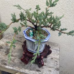 Bonsai Plants Japanese Garden Juniper $60 Each
