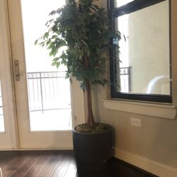 Apartment Plants | Must Go Today
