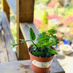 Live Monstera Siltepecana plant in a plastic nursery pot—firm price