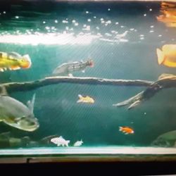 Mr.aquarium Rescue Fish Tank Guy