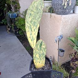 Variegated Sunburst Cactus 🌵 $13