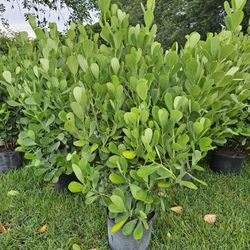 Huge Clusias About  5 Feet Tall Full Green  Fertilized  Ready For Planting Instant Privacy Hedge  Same Day Transportation 