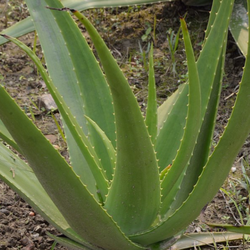 Savila gratis   Aloe vera free