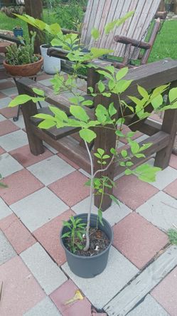 Arbol Fresno