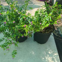 Mexican Heather Plants 