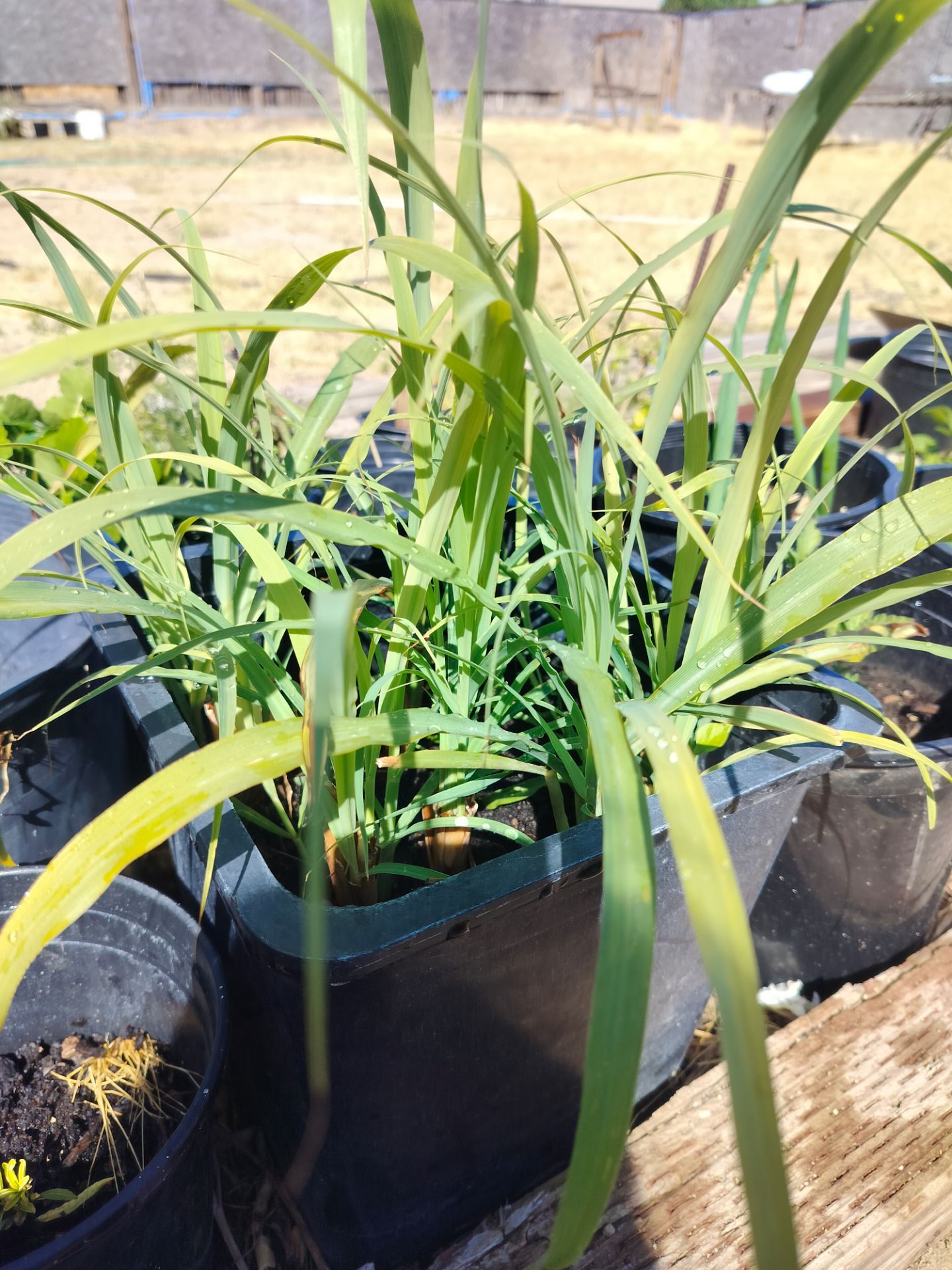 Lemongrass