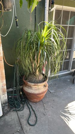 Ponytail palm
