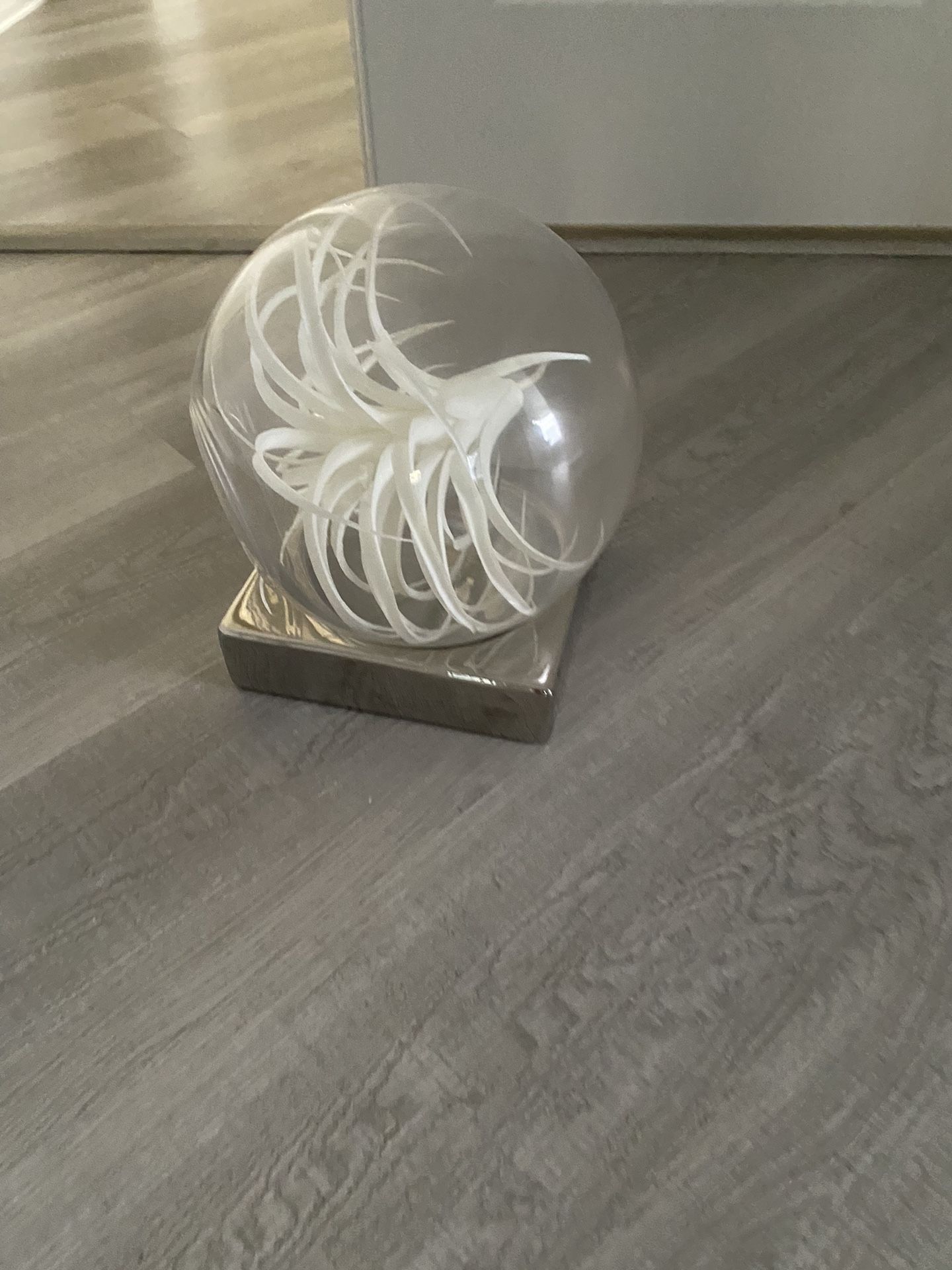 Z Galería