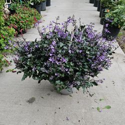 Large Spur-Flower HANGING BASKETS PLANTS ARRIVED. $14 each First come first serve.