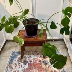 Monstera Plant