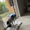 Maximo