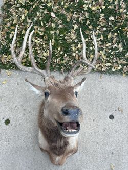 Vintage 5x5 Elk Shoulder Mount Antler Horn Deer Taxidermy Cabin Decor Rack
