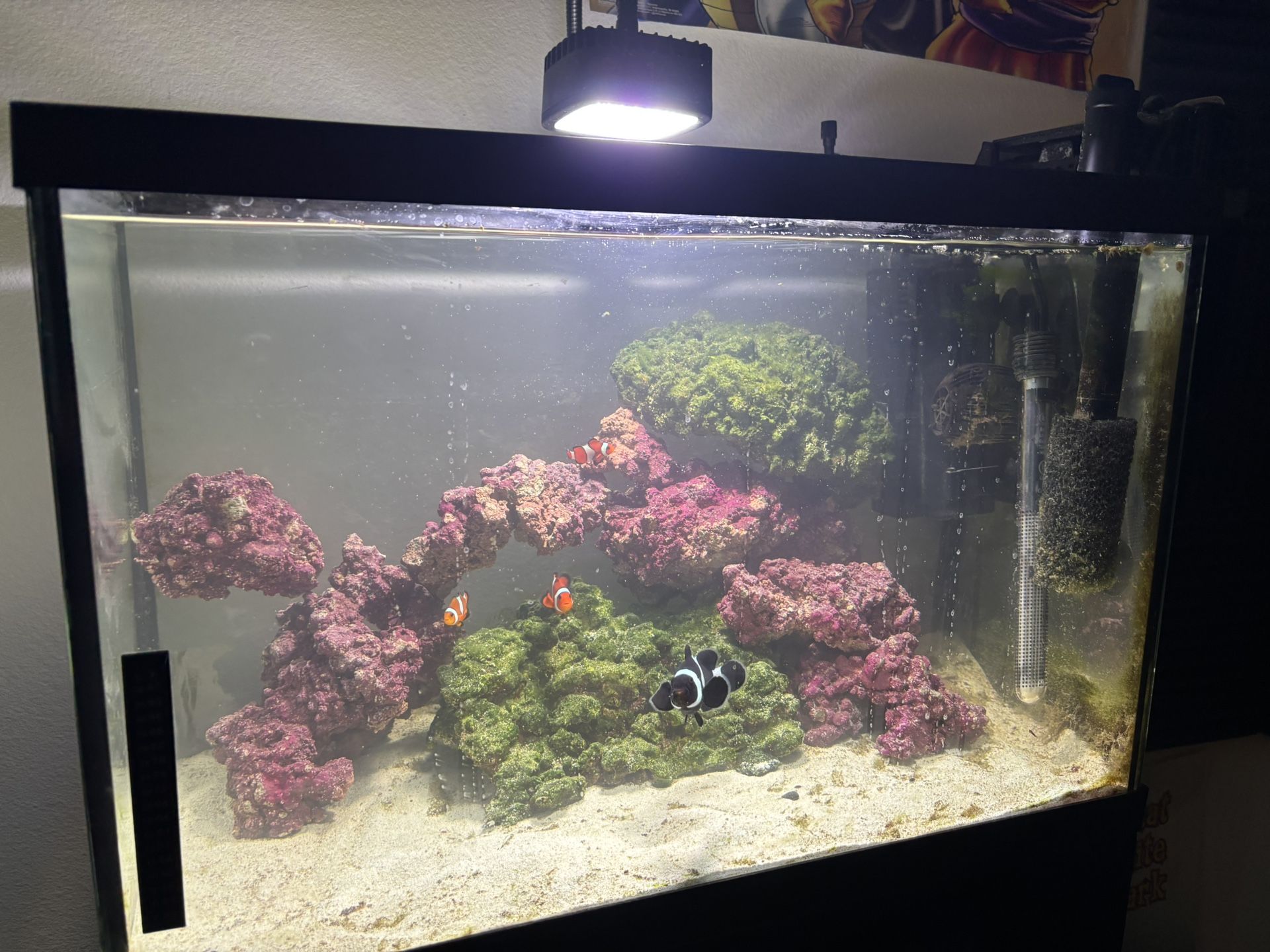 Salt Water Fish Tank