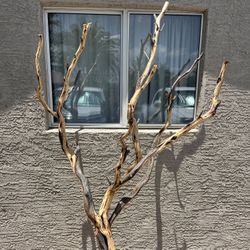 Manzanita Tree