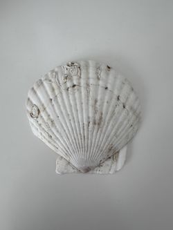 Scallop Shell #16