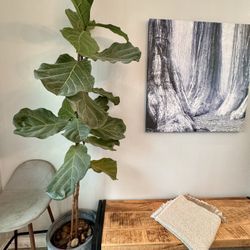 7’ Fiddle Leaf Fig Tree in Ceramic Planter