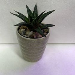Evergreen Lace Aloe Perennial Succulent House Plant In 3"H Ceramic Pot.