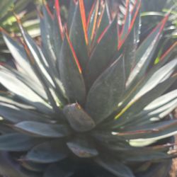 Agave Blue Glow 