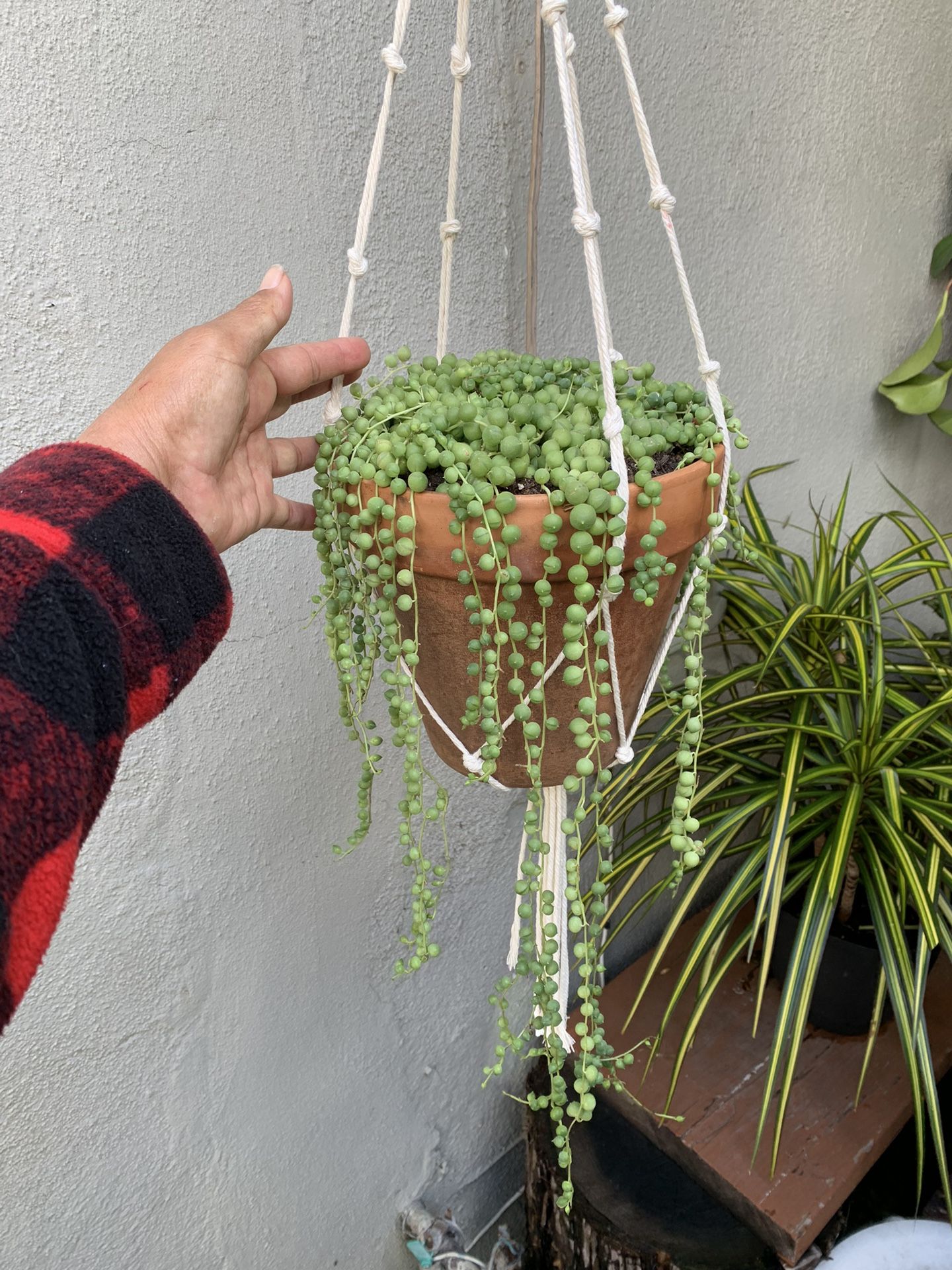 Rosario Succulents Con Maceta De Barro Y Colgadera De Macramé