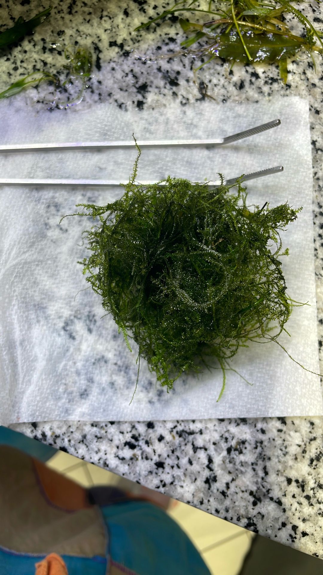 Java Moss
