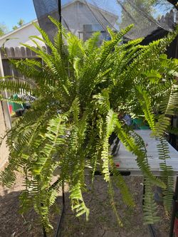 Plant #5