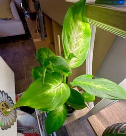 Dieffenbachia, Dumb Can