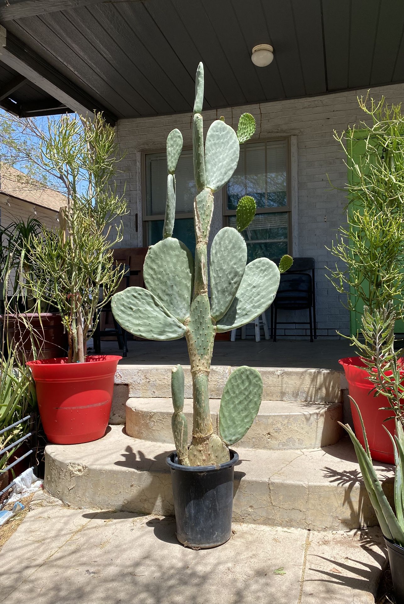 Large Prickly Pear Cactus Plant