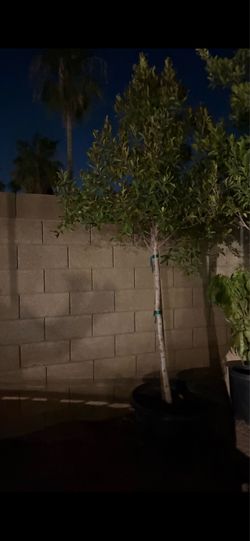 Ficus tree