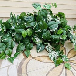 Cat Window Sill And Play Tunnel, Plant Basket Decor