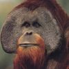 BoomOrangutan