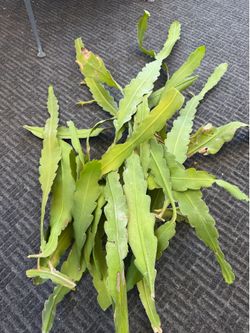 Epi hookeri
