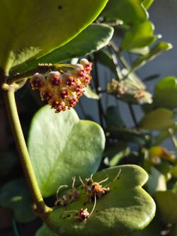Heart Shape Hoya plant